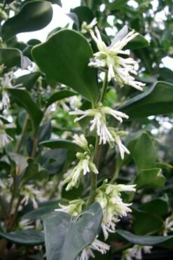 Fragrant Sweet Box (Sarcococca Ruscifolia) - 3 Gallon Pot -Wilson Bros Gardens Shop sweet box fragrant 7 500x750 1