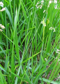 Sweetgrass (Hierochloe Odorata) -Wilson Bros Gardens Shop sweetgrass plant for sale sow exotic live plant for sale 2