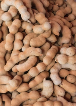 Tamarind (Tamarindus Indica) -Wilson Bros Gardens Shop sweetthaitamarindsowexotic 1