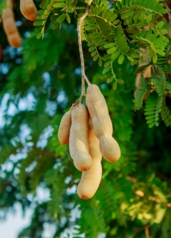 Tamarind 'Thai Sweet' (Tamarindus Indica) -Wilson Bros Gardens Shop sweetthaitamarindsowexotic 2 e18cd9ea 15d2 4c6b b5da 1365c42ec084