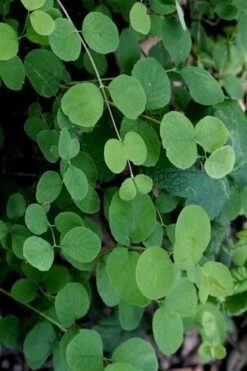 White Snowberry Bush (Symphoricarpos Albus) - 1 Gallon Pot -Wilson Bros Gardens Shop symphoricarpos albus white snowberry 10