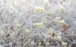 White Snowberry Bush (Symphoricarpos Albus) - 1 Gallon Pot -Wilson Bros Gardens Shop symphoricarpos albus white snowberry 11