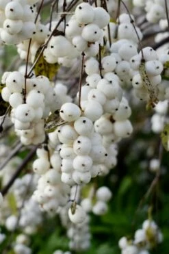 White Snowberry Bush (Symphoricarpos Albus) - 1 Gallon Pot -Wilson Bros Gardens Shop symphoricarpos albus white snowberry 3