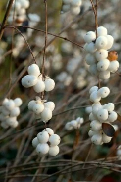 White Snowberry Bush (Symphoricarpos Albus) - 1 Gallon Pot -Wilson Bros Gardens Shop symphoricarpos albus white snowberry 5