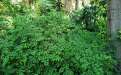 White Snowberry Bush (Symphoricarpos Albus) - 1 Gallon Pot -Wilson Bros Gardens Shop symphoricarpos albus white snowberry 6