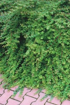 Chenault Coralberry Bush (Symphoricarpos X Chenaultii 'Hancock') - 1 Gallon Pot -Wilson Bros Gardens Shop symphoricarpos chenaultii hancock coralberry 7