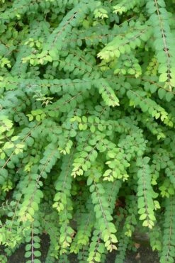 Chenault Coralberry Bush (Symphoricarpos X Chenaultii 'Hancock') - 1 Gallon Pot -Wilson Bros Gardens Shop symphoricarpos chenaultii hancock coralberry 8