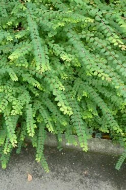 Chenault Coralberry Bush (Symphoricarpos X Chenaultii 'Hancock') - 1 Gallon Pot -Wilson Bros Gardens Shop symphoricarpos chenaultii hancock coralberry 9