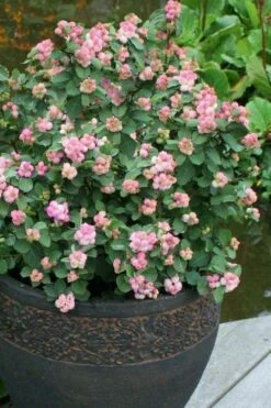 Pinky Promise Snowberry Bush (Symphoricarpos Doorenbosii) - 3 Gallon Pot -Wilson Bros Gardens Shop symphoricarpos doorenbosii pinky promise snowberry 1