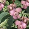 Pinky Promise Snowberry Bush (Symphoricarpos Doorenbosii) - 3 Gallon Pot