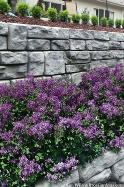 Bloomerang Dark Purple Lilac - 3 Gallon Pot -Wilson Bros Gardens Shop syringa bloomerang dark purple lilac 22 1