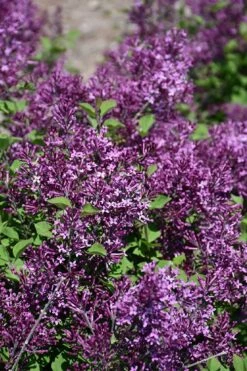Bloomerang Dark Purple Lilac - 2 Gallon Pot -Wilson Bros Gardens Shop syringa bloomerang dark purple lilac 23 2