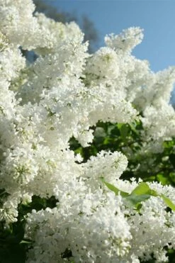 Bridal Memories White French Lilac (Syringa Vulgaris) - 3 Gallon Pot -Wilson Bros Gardens Shop syringa bridal memories white lilac 2
