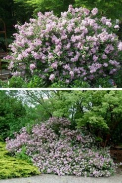 Palibin Dwarf Lilac Bush - 3 Gallon Pot 13 Palibin Dwarf Lilac Bush - 3 Gallon Pot -Wilson Bros Gardens Shop syringa meyeri palibin dwarf lilac 4