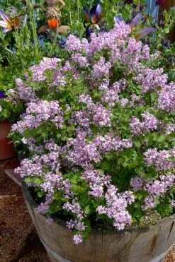 Palibin Dwarf Lilac Bush - 3 Gallon Pot 11 Palibin Dwarf Lilac Bush - 3 Gallon Pot -Wilson Bros Gardens Shop syringa meyeri palibin dwarf lilac 5