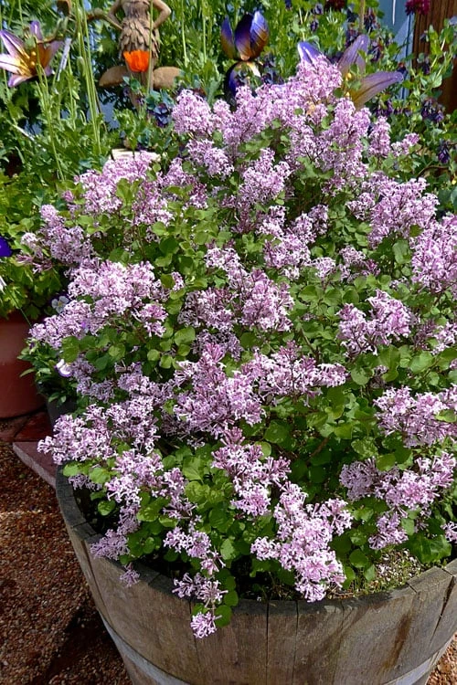 Palibin Dwarf Lilac Bush - 3 Gallon Pot 5 Palibin Dwarf Lilac Bush - 3 Gallon Pot - Image 5