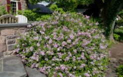 Palibin Dwarf Lilac Bush - 3 Gallon Pot 10 Palibin Dwarf Lilac Bush - 3 Gallon Pot -Wilson Bros Gardens Shop syringa meyeri palibin dwarf lilac 6