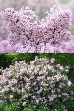 Palibin Dwarf Lilac Bush - 3 Gallon Pot 9 Palibin Dwarf Lilac Bush - 3 Gallon Pot -Wilson Bros Gardens Shop syringa meyeri palibin dwarf lilac 7