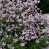 Palibin Dwarf Lilac Bush - 3 Gallon Pot