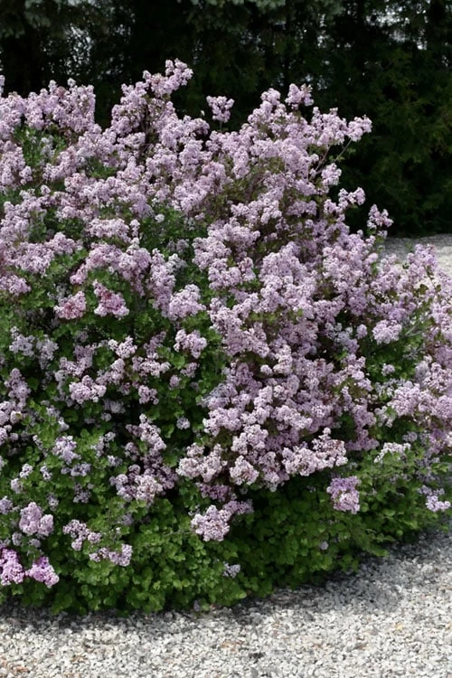 Palibin Dwarf Lilac Bush - 3 Gallon Pot 1 Palibin Dwarf Lilac Bush - 3 Gallon Pot