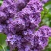 Pocohantas Lilac (Syringa) - 3 Gallon Pot