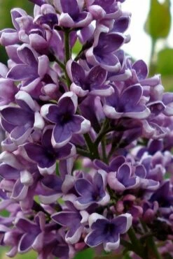 Albert F. Holden Purple French Lilac (Syringa) - 3 Gallon Pot -Wilson Bros Gardens Shop syringa vulgaris albert f holden lilac 1
