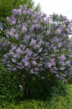 Katherine Havemeyer French Lilac (Syringa) - 1 Gallon Pot 7 Katherine Havemeyer French Lilac (Syringa) - 1 Gallon Pot -Wilson Bros Gardens Shop syringa vulgaris katherine havemeyer lilac 10