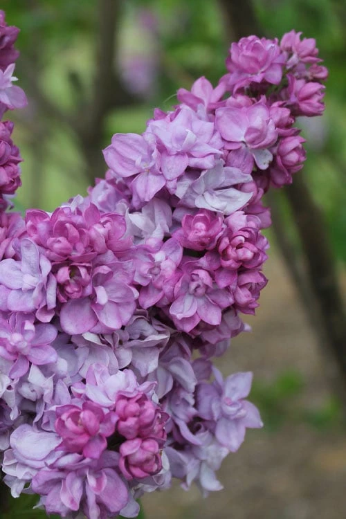 Katherine Havemeyer French Lilac (Syringa) - 1 Gallon Pot 1 Katherine Havemeyer French Lilac (Syringa) - 1 Gallon Pot