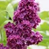 Ludwig Spaeth French Lilac (Syringa) - 1 Gallon Pot