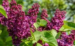 Ludwig Spaeth French Lilac (Syringa) - 1 Gallon Pot 6 Ludwig Spaeth French Lilac (Syringa) - 1 Gallon Pot -Wilson Bros Gardens Shop syringa vulgaris ludwig spaeth lilac 4