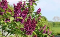 Ludwig Spaeth French Lilac (Syringa) - 1 Gallon Pot 7 Ludwig Spaeth French Lilac (Syringa) - 1 Gallon Pot -Wilson Bros Gardens Shop syringa vulgaris ludwig spaeth lilac 5