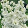 Miss Ellen Willmott White French Lilac (Syringa Vulgaris) - 3 Gallon Pot