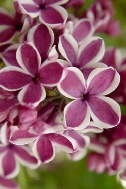 Sensation French Lilac (Syringa) - 3 Gallon Pot 12 Sensation French Lilac (Syringa) - 3 Gallon Pot -Wilson Bros Gardens Shop syringa vulgaris sensation french lilac 2