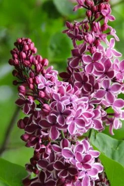 Sensation French Lilac (Syringa) - 3 Gallon Pot 11 Sensation French Lilac (Syringa) - 3 Gallon Pot -Wilson Bros Gardens Shop syringa vulgaris sensation french lilac 4
