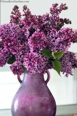 Sensation French Lilac (Syringa) - 3 Gallon Pot 9 Sensation French Lilac (Syringa) - 3 Gallon Pot -Wilson Bros Gardens Shop syringa vulgaris sensation french lilac 8