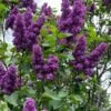 Yankee Doodle Purple French Lilac (Syringa) - 3 Gallon Pot