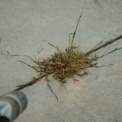 Red Dragon; 400,000 BTU Torch Kit 11 Red Dragon; 400,000 BTU Torch Kit -Wilson Bros Gardens Shop t230 6