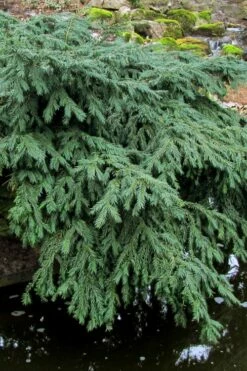 Spreading English Yew (Taxus Baccata 'Repandens) - 1 Gallon Pot -Wilson Bros Gardens Shop taxus baccata repandens speading english yew 8 1