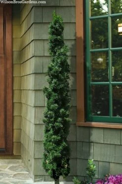 Beanpole Columnar Yew (Taxus Media) - 1 Gallon Pot