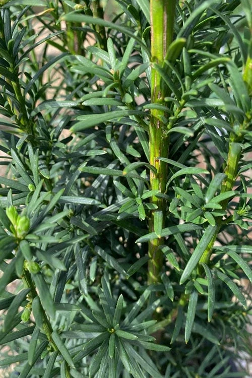 Maureen Columnar Yew (Taxus Hybrid) - 5 Gallon Pot 4 Maureen Columnar Yew (Taxus Hybrid) - 5 Gallon Pot - Image 4