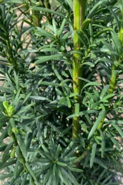 Maureen Columnar Yew (Taxus Hybrid) - 2 Gallon Pot -Wilson Bros Gardens Shop taxus x media maureen columnar yew 1