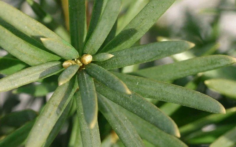 Maureen Columnar Yew (Taxus Hybrid) - 5 Gallon Pot 5 Maureen Columnar Yew (Taxus Hybrid) - 5 Gallon Pot - Image 5