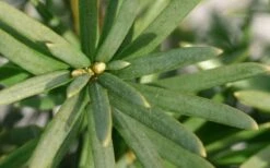 Maureen Columnar Yew (Taxus Hybrid) - 1 Gallon Pot -Wilson Bros Gardens Shop taxus x media maureen columnar yew 2 2