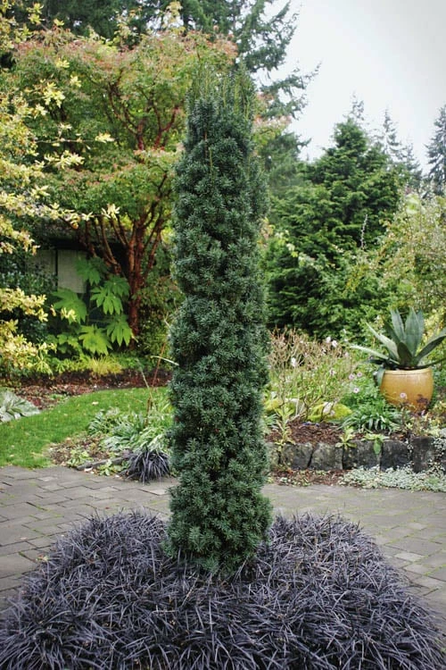 Maureen Columnar Yew (Taxus Hybrid) - 5 Gallon Pot 1 Maureen Columnar Yew (Taxus Hybrid) - 5 Gallon Pot