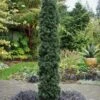 Maureen Columnar Yew (Taxus Hybrid) - 1 Gallon Pot