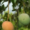 Mango 'Tebow' (Mangifera Indica)