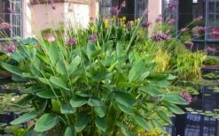 Powdery Alligator Flag (Thalia Dealbata) - 3 Gallon Pot -Wilson Bros Gardens Shop thalia dealbata powdery alligator flag 13