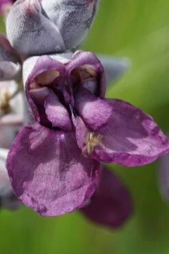 Powdery Alligator Flag (Thalia Dealbata) - 3 Gallon Pot -Wilson Bros Gardens Shop thalia dealbata powdery alligator flag 9