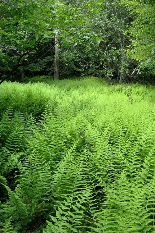 Southern Wood Fern (Thelypteris Kunthii) - 10 Pack Of Quart Pots 9 Southern Wood Fern (Thelypteris Kunthii) - 10 Pack Of Quart Pots - Image 9