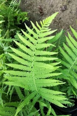 Southern Wood Fern (Thelypteris Kunthii) - 6 Pack Of 1 Gallon Pots 17 Southern Wood Fern (Thelypteris Kunthii) - 6 Pack Of 1 Gallon Pots -Wilson Bros Gardens Shop thelypteris kunthii southern wood fern 115 3
